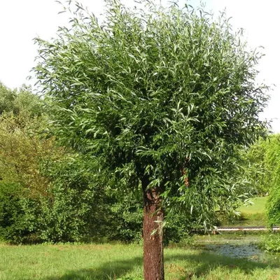 Ива ломкая (лат. Salix fragilis). Экспозиция Растительный мир. Сахалинский  зооботанический парк.
