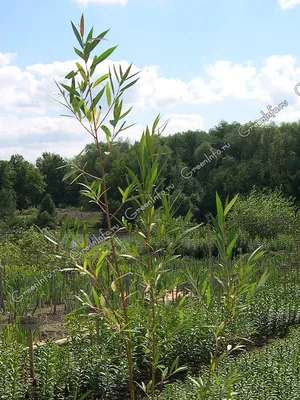 Ива прутовидная (Salix viminalis L.)
