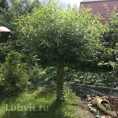 Ива прутовидная - Ива - Лиственные деревья и кустарники - Декоративные  деревья и кустарники - GreenInfo.ru