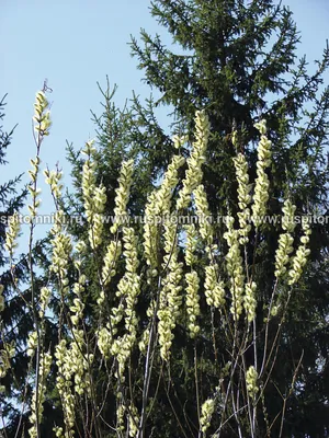 MW0311196, Salix viminalis (Ива прутовидная, Ива корзиночная), specimen