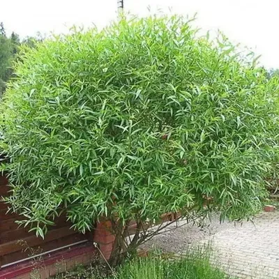 Ива козья (Pendula)