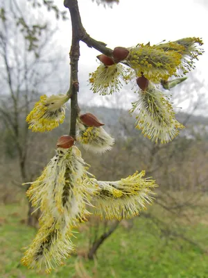Salix viminalis - Image of an specimen - Plantarium