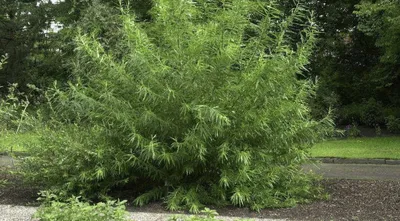 Ива козья Пендула Salix caprea Pendula | Питомник Тайга