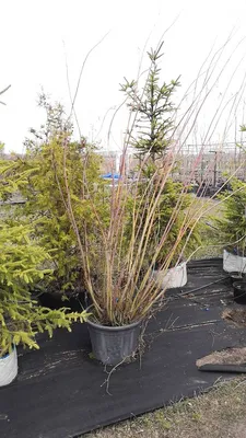 Ива ломкая Bullata - Ива - GardenPlants