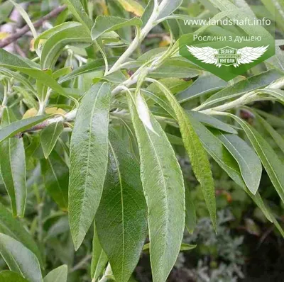 Ива прутовидная | Euro-plant