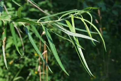 Фотография Ива прутовидная (Salix viminalis) Побеги деревьев и кустарников  | Фотобанк ГеоФото/GeoPhoto | GetImages Group