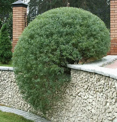 Ива пурпурная Нана (Salix purpurea Nana), C5 купить в питомнике недорого!