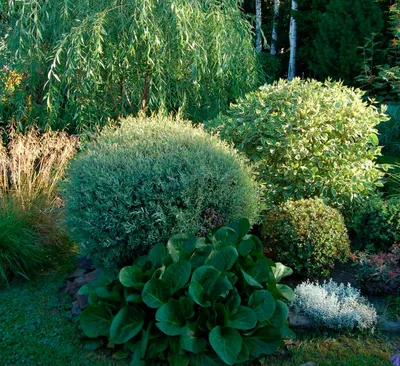 Пурпурная ива (Salix purpurea) сорт Нана - удачное растение для топиарной  стрижки | ЭКОсад для всех | Дзен