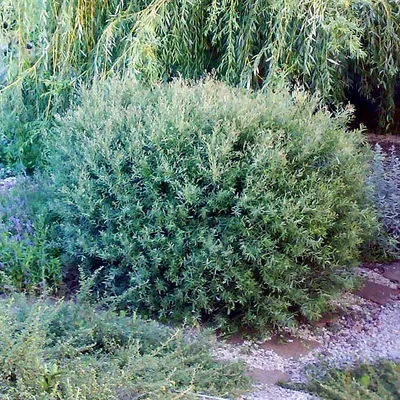Ива пурпурная \"Нана\" (Salix purpurea \"Nana\") купить 〛по выгодной цене в  Киеве и Украине | Фото | Отзывы