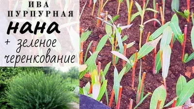 Ива ломкая (шароидная) фото, посадка и уход, цены