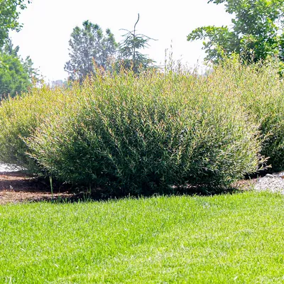 Саженцы Ивы пурпурной Нана (Salix purpurea Nana) Р9 заказать по почте в  питомнике DREVO •1123649867