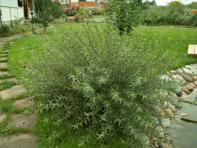 Ива пурпурная «Нана» (Salix purpurea «Nana») купить для ландшафтного  дизайна в Москве