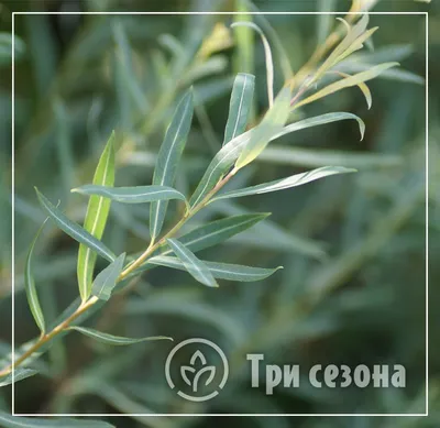 Ива пурпурная Нана (в тубе) купить недорого в интернет-магазине товаров для  сада Бауцентр