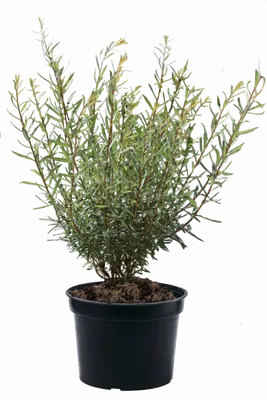 Купить Ива пурпурная 'Грацилис Нана' / Salix purpurea 'Gracilis Nana' с  доставкой в Подмосковье в Сергиевом Посаде в питомнике АгроПАРК