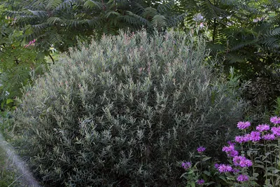 Ива пурпурная (лат. Salix purpurea Nana) Nana | Зеленый край