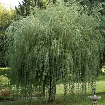 Ива пурпурная 'Pendula' - Salix purpurea 'Pendula', 100см, С3 Ра купить в  Минске, цены