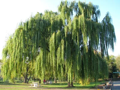Ива Ива ломкая, или ракита (Salix fragilis)60-90см купить по цене 217 руб.  | Доставка Смоленск, Москва, СпБ