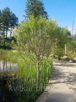 Ива ломкая (Ракита) 'Булата' Salix fragilis 'Bulata' C60L h 500  (ID#221885749), цена: 18500 ₴, купить на Prom.ua