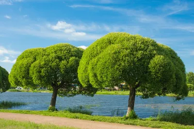 🌿 Сегодня у меня на очереди ИВА. Она же РАКИТА (плакучая ива), она же  ВЕРБА, и еще около 350 видов. Ива - дерево с неоднозначной… | Instagram