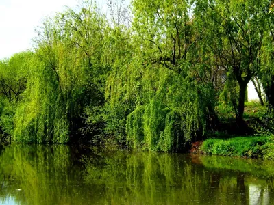 World of trees - Дерево Ива Дерево ива имеет около 550... | Facebook