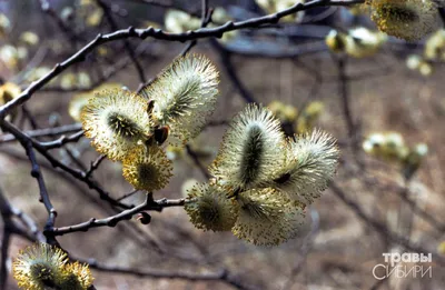 Ива ломкая ф. шаровидная (Salix fragilis Bullata) купить для посадки в  Москве