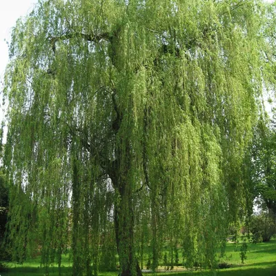 Ива ломкая (ракита) / Salix fragilis | Декоративные растения и кустарники ,  каталог саженцев \"Вострасад\"