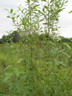 Ива белая (Salix alba) | Ракита. Питомник растений