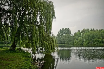 Ива ломкая (ракита) / Salix fragilis | Декоративные растения и кустарники ,  каталог саженцев \"Вострасад\"