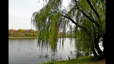 Ива ломкая (Ракита) 'Булата' Salix fragilis 'Bulata' C60L h 500: продажа,  цена в Киеве. Саженцы декоративных деревьев и кустарников от  \"Садово-ландшафтный центр \"Квиткар\"\" - 221885749