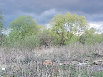 Ива козья (Salix caprea) — купите саженцы в контейнере в Краснодаре -  Прекраснодар — новогодние ёлочные базары в Краснодаре
