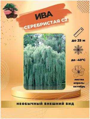 Ива белая (Salix alba) | Ракита. Питомник растений