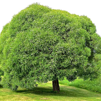 Ива белая – дерево и древесина – Salix alba