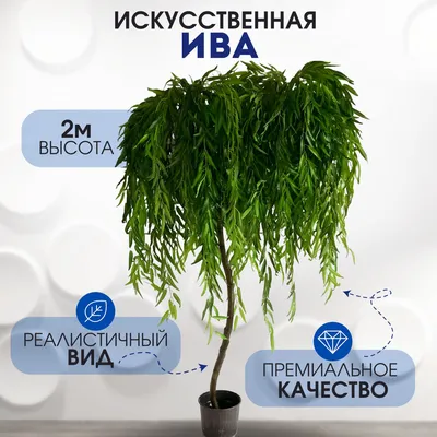 Узнайте все о применении и преимуществах дерева ива в строительстве -  Статья - Журнал - FORUMHOUSE