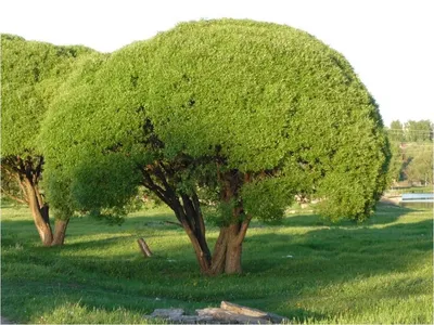 Ива ломкая Bullata - Ива - Лиственные - Растения - Каталог - marusin-sad.com
