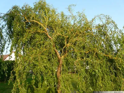 Nadezda's Home and Garden: Бонсай из ивы в открытом грунте (Ниваки)