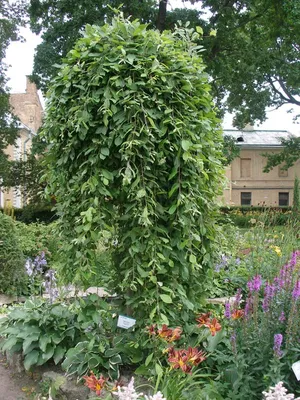 Ива в ландшафтном дизайне - Agro-Market24