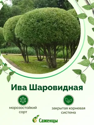 ива 3D модели скачать - Free3D