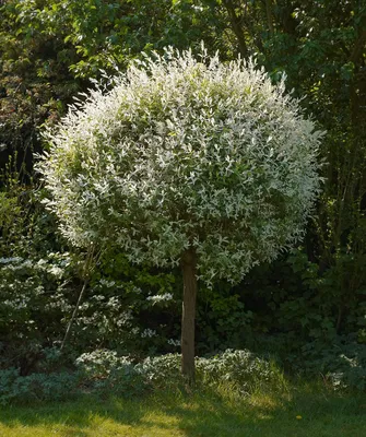Саженцы ивы вавилонской купить в алматы в питомнике PLANTS