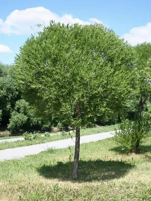 Ива козья плакучая