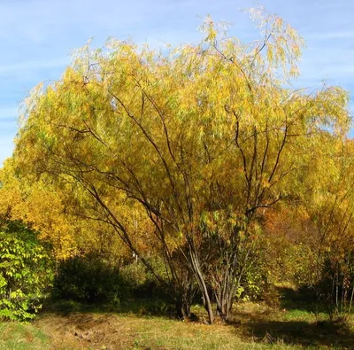 🌿Ива. Сорта в наличии. 1.Ива японская Хакуро-Нишики на штамбе – необычное,  небольшое деревце с зонтиковидной или шаровидной кроной.… | Instagram