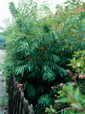 Ива чёрная – дерево и древесина – Salix nigra