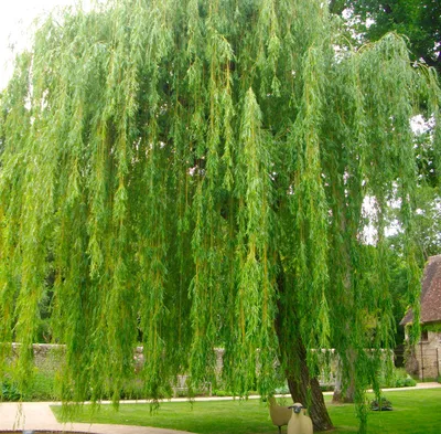 Ива (Salix) — описание, выращивание, фото | на LePlants.ru