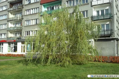 красивый крупным планом теплый вид весенней ивы листья слюны,  представляющие надежду, принадлежащую безопасности, растущей в дубли  Стоковое Изображение - изображение насчитывающей дублин, экологичность:  223194277