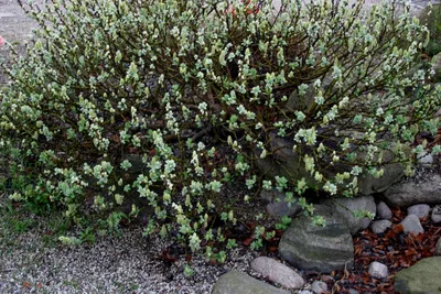 Ива удская, salix udensis