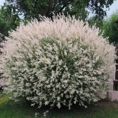 Ива ломкая ф. шаровидная (Salix fragilis Bullata) купить для посадки в  Москве