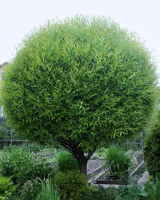 Ива ломкая шаровидная (Salix fragolis) - каталог магазина, купить в  питомнике растений Вашутино.