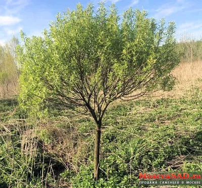 Ива ломкая ф. шаровидная (Salix fragilis Bullata) купить для посадки в  Москве