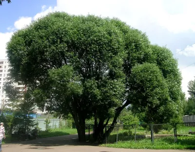 Ива ломкая, шаровидная (Salix fragilis) | Ракита. Питомник растений