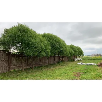 Ива ломкая шаровидная (Salix fragolis) - каталог магазина, купить в  питомнике растений Вашутино.