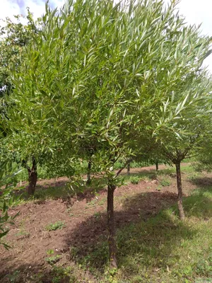 Ива шаровидная Salix